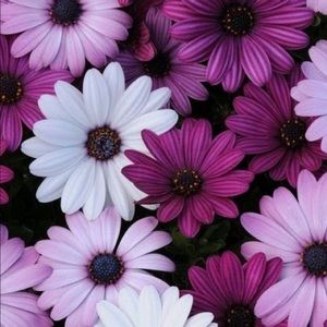 Meet your Posher, Gabriela